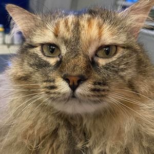 Meet your Posher, Douglas